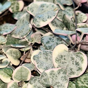 Variegated String of Hearts (Ceropegia woodii) Cutting or Potted | Rare Trailing Plant | Home-Grown & Thriving | Perfect for Hanging Baskets