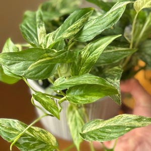 May include: A close-up of a potted houseplant with vibrant green and yellow variegated leaves. The plant is in a white ceramic pot. The leaves have a natural, organic pattern, and the plant is well-lit.