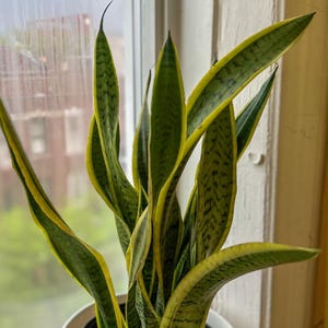 Variegated Snake Plant – Sansevieria Laurentii | 2in or 4in Pot | Yellow Stripe | Air Purifying Indoor Plant | Mother-in-Law&#39;s Tongue
