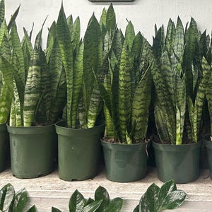 Sansevieria Snake Plant  Air-Purifying Houseplant, Easy Care | Beginner Friendly Winter Tolerant Succulent