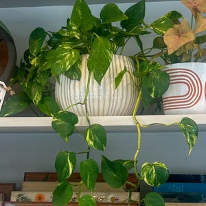 Golden Pothos (Epipremnum aureum) Giant Pothos - Variegated Trailing Houseplant | Hawaiian Giant Pothos | Air-Purifying & Fast-Growing