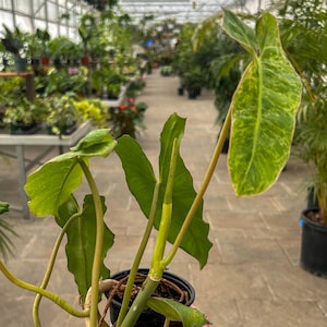 Philodendron Paraiso Verde – Mint Variegated Plant | Rare Rooted Aroid in 2in or 4in Pot | Collector’s Variegated Philodendron