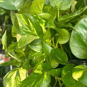 Giant Golden Pothos   Giant Hawaiian Epipremnum Aureum, Trailing Indoor Plant, Air Purifying, Pet Friendly