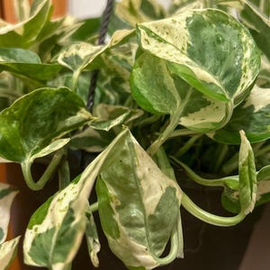 N’Joy Pothos Cutting or Potted | Rare White, Yellow, Green Variegated Houseplant | Home-Grown in Greenhouse | Low-Maintenance & Stunning