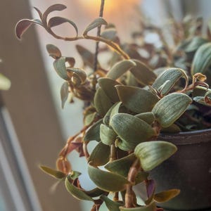 May include: Close-up of a hanging plant with small, oval-shaped green leaves and reddish-brown stems. The plant is in a dark brown pot, and the background is blurred, suggesting a window or natural light source. The plant's leaves have a soft, velvety texture.
