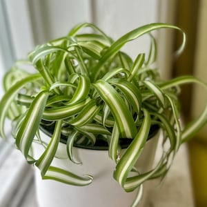 Bonnie Curly Spider Plant Chlorophytum Comosum, Pet Friendly Air Purifier (Potted or Cutting)