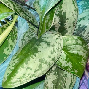 Scindapsus Pictus Exotica Silver Satin Pothos, Variegated Trailing Vine, Low Light Plant, Air Purifying