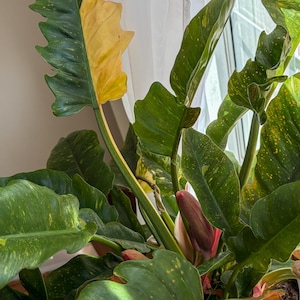 philodendron red dragon Philodendron Red Anderson