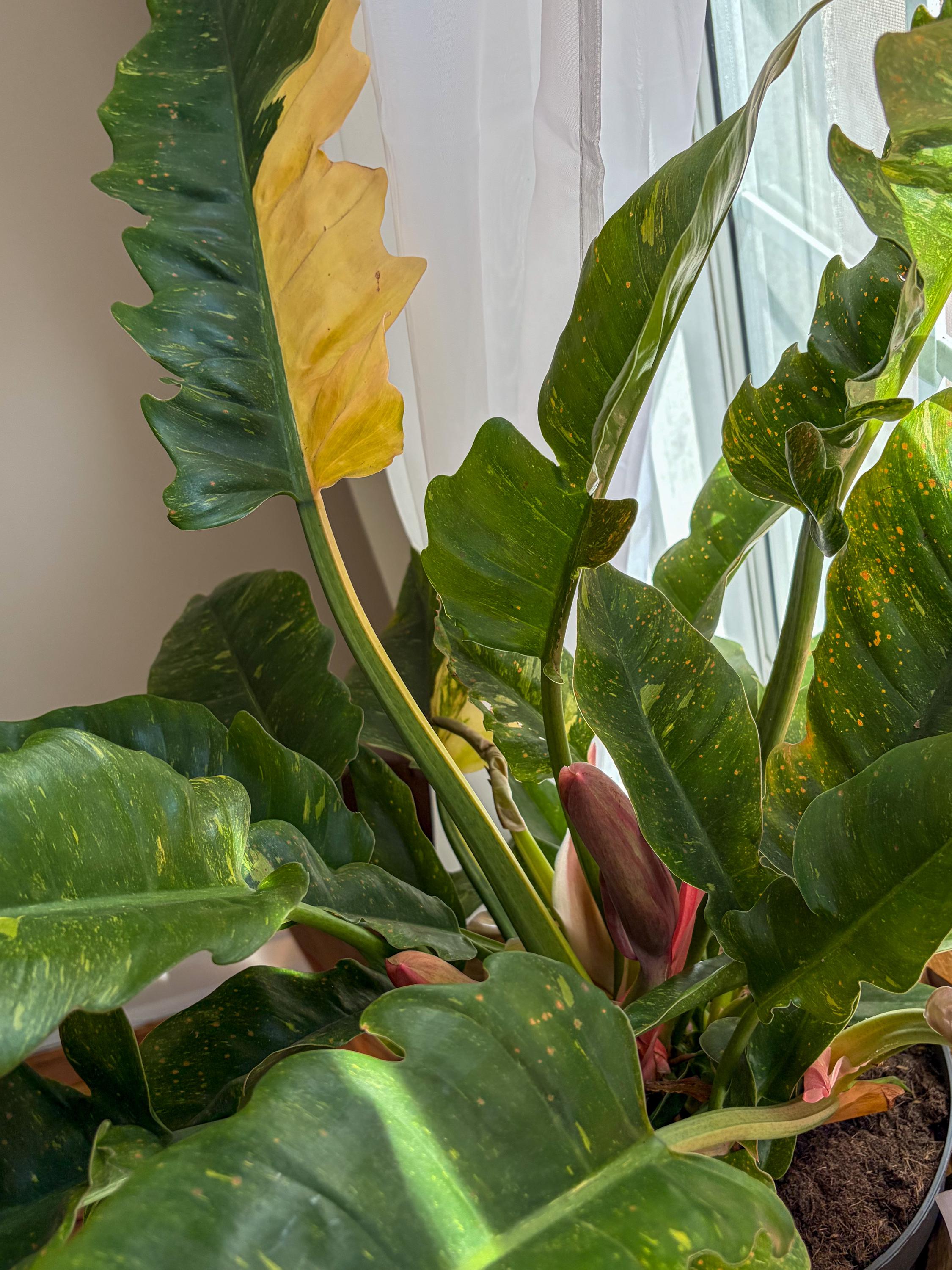 Philodendron Golden Saw - Etsy