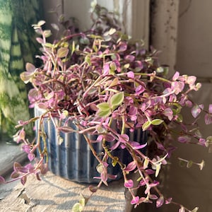 Tradescantia Pink Panther Cutting or Potted | Callisia Repens Pink Tiny Leaves Variegated Inch Plant | Fast-Growing & Easy-Care