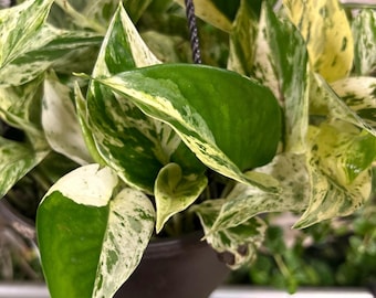 Marble Queen Pothos Trailing Houseplant, Variegated Creamy White Leaves (Epipremnum Aureum, Air Purifier