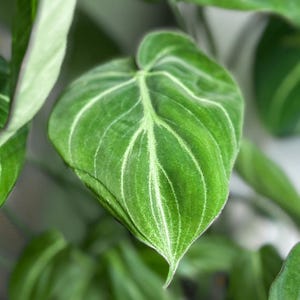 Philodendron Gloriosum Rare Crawling Aroid: Velvety Heart Leaves -  Cuttings, Starter Pots and XL Pots - Collector Philodendron Houseplant
