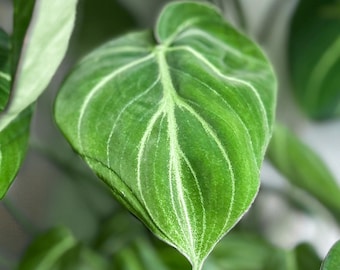 May include: Close-up of a vibrant green leaf with prominent white veining. The leaf's heart shape and textured surface are visible, with other leaves in the background. The image highlights the natural beauty of the plant.
