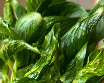 Variegated Shangri La Pothos: Twisted Leaves, Rare Collector's Plant | Epipremnum Aureum Variegated