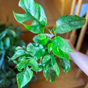 May include: A Rhaphidophora tetrasperma plant with vibrant green, split leaves featuring distinct fenestrations and small, light-colored speckles across the foliage. The leaves appear moist with visible water droplets on their surfaces.