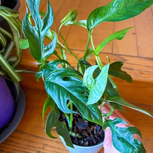 May include: A Rhaphidophora tetrasperma plant with deep green, split leaves growing in a small, light-colored pot filled with dark potting soil. The plant features multiple stems and distinct, naturally fenestrated foliage.