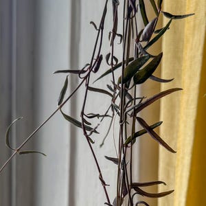 May include: Close-up of a trailing plant with long, slender, dark green leaves and reddish-brown stems. The plant is hanging, with some leaves showing a hint of purple. The background includes a white curtain and a yellow curtain.