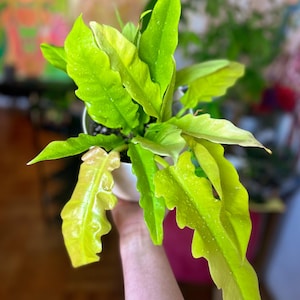 Rare Philodendron Golden Crocodile Plant – Live Rooted Starter or 4in Pot | Serrated Leaves | Philodendron 'Golden Saw' Yellow Ring of Fire