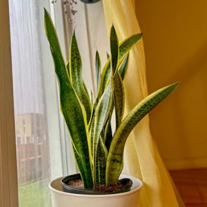 Variegated Snake Plant – Sansevieria Laurentii | 2in or 4in Pot | Yellow Stripe | Air Purifying Indoor Plant | Mother-in-Law&#39;s Tongue