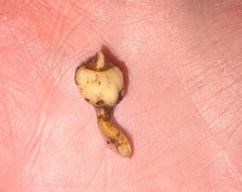 May include: A small, off-white, bulbous plant corm with a pointed, brownish-yellow tip and a curved, slender root extending from the base. The surface of the bulb shows slight soil residue and a smooth, rounded texture on its main body.