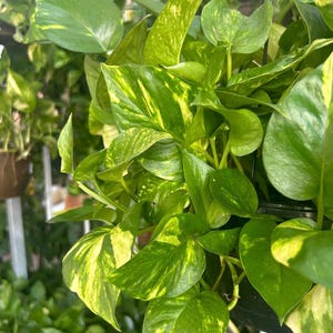 Golden Pothos (Epipremnum aureum) Giant Pothos - Variegated Trailing Houseplant | Hawaiian Giant Pothos | Air-Purifying & Fast-Growing