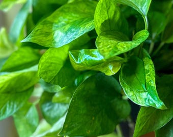 Jessenia Pothos Cutting - Rare Lime Variegated Indoor Vine - Epipremnum Aureum  Variegated