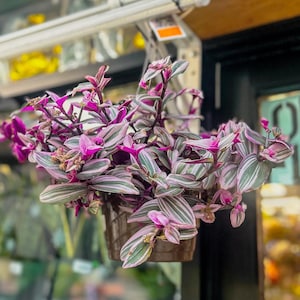 Tradescantia Nanouk Cutting or Potted | Rare Pink & Purple Variegated Inch Plant | Home-Grown in Greenhouse | Low-Maintenance, Fast-Growing