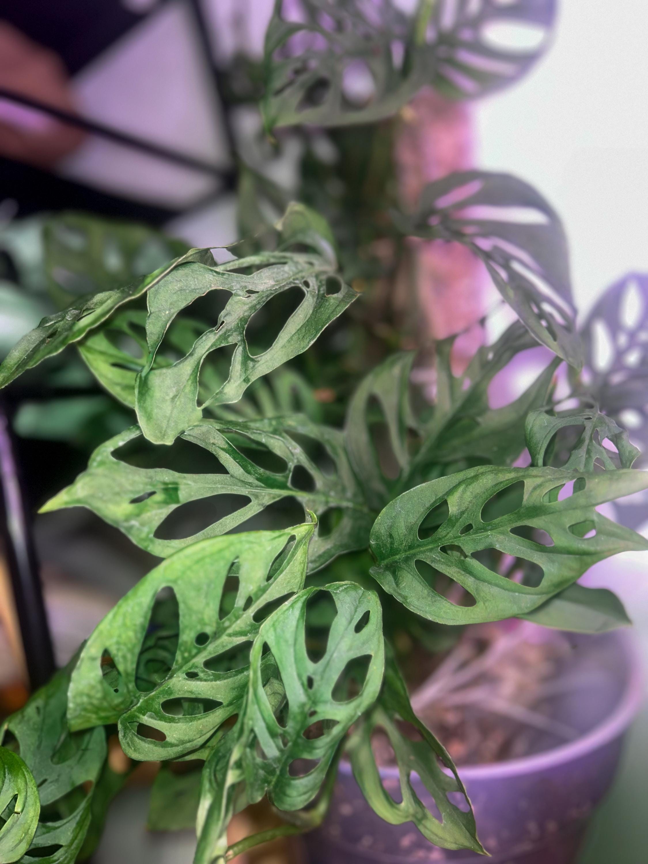 Monstera Adansonii, Swiss Cheese Monstera Cutting or Potted | Unique Fenestrated Houseplant | Fast-Growing & Rare