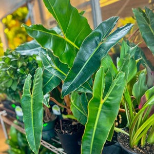 May include: Close-up of a vibrant green plant with large, elongated leaves. The leaves have prominent veins and a slightly glossy texture. The plant is in a black pot, and other plants are visible in the background, creating a lush, botanical scene.