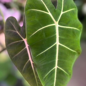 May include: Close-up of two large, green leaves with prominent white veins. The leaves have a heart-like shape and a textured surface. The background is blurred, with hints of pink and green.