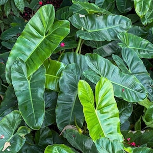 Philodendrons Gigas - Etsy