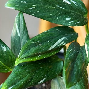 May include: Close-up of a houseplant with large, dark green leaves speckled with white and cream-colored variegation. The leaves are elongated and have a glossy texture. The plant is in a white pot, and the background is blurred.