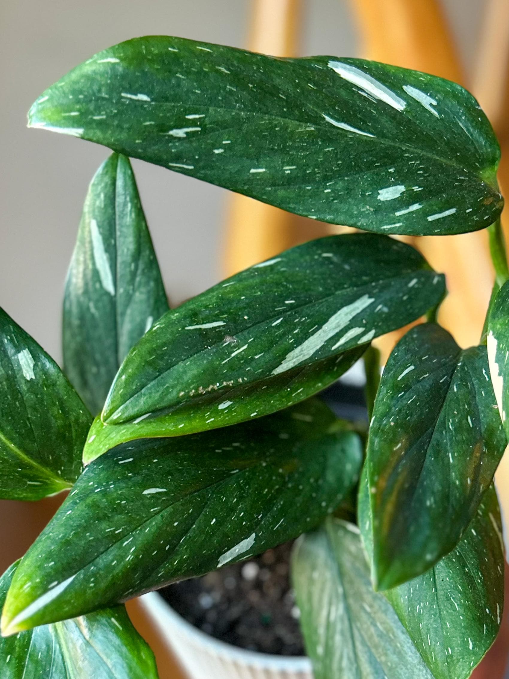 monstera pflanze preis Monstera Full Mint deliciosa borsigiana Variegata main image 0
