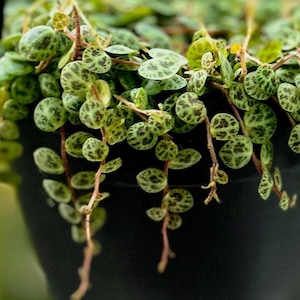 May include: Close-up of a Turtle Vine plant with small, round, green leaves patterned with dark green spots. The plant cascades from a black pot, with reddish-brown stems. The leaves have a turtle shell-like appearance.