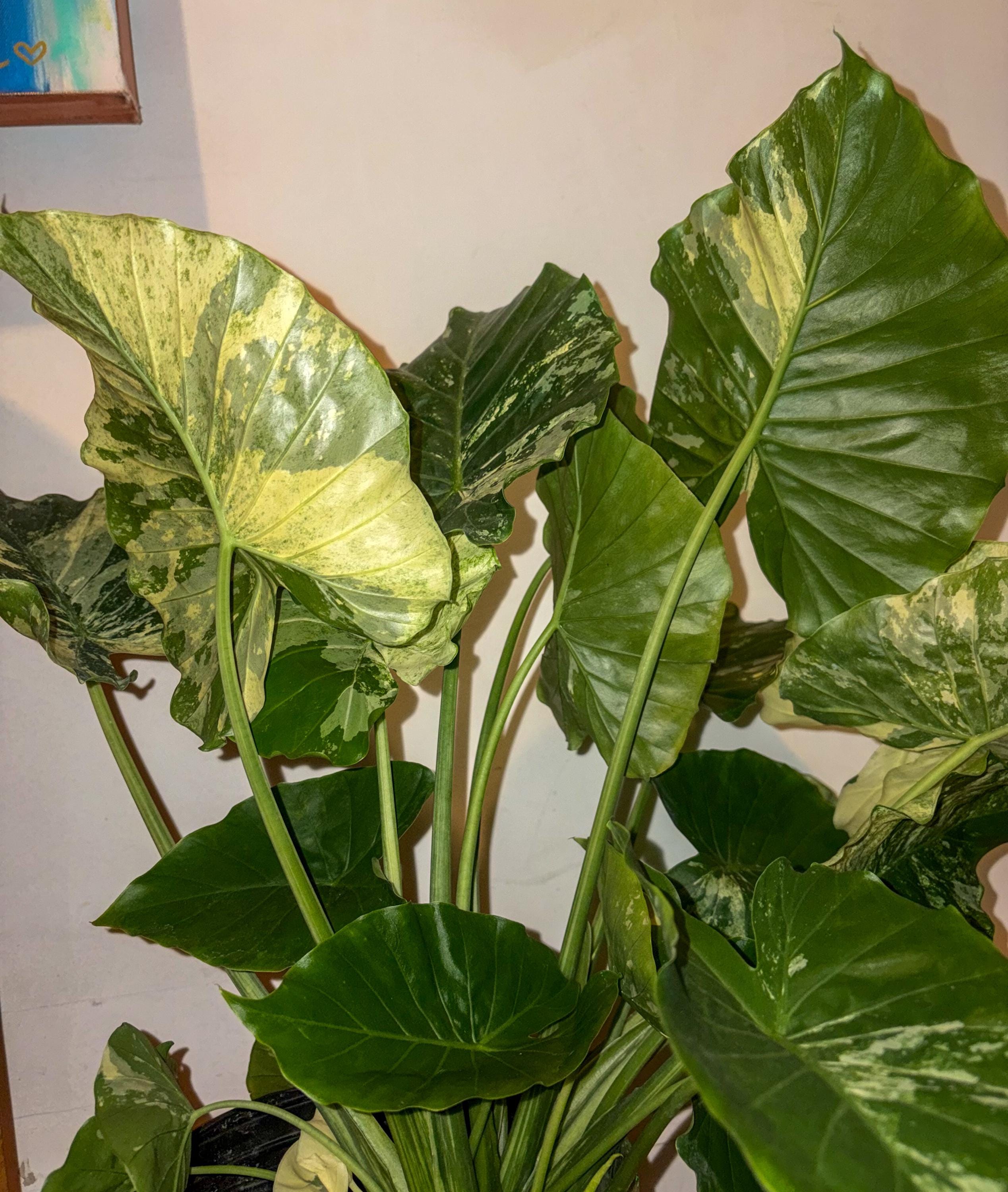 Variegated Taro Variegated Alocasia Dawn – Rare Variegated Elephant Ear Houseplant ...