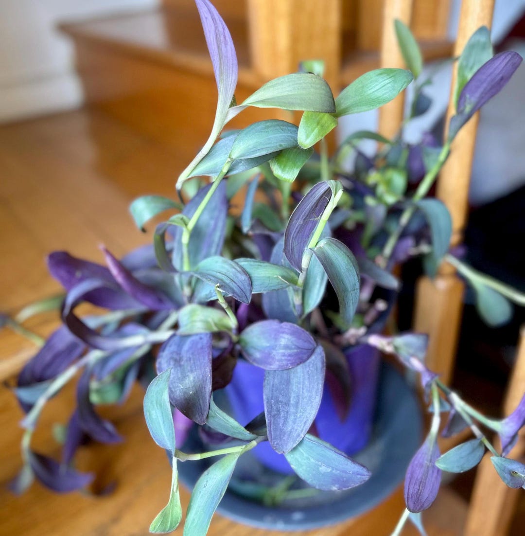 Tradescantia Pallida Purple Heart Vine, Vibrant Purple Leaves (indoor Easy  Care, Fast Growing, 2-4 Inch - Etsy