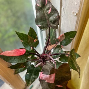 May include: A pink princess philodendron plant with dark green leaves and pink variegation. The plant has multiple leaves with a mix of dark green and pink colors. The plant is in a pot and is near a window.