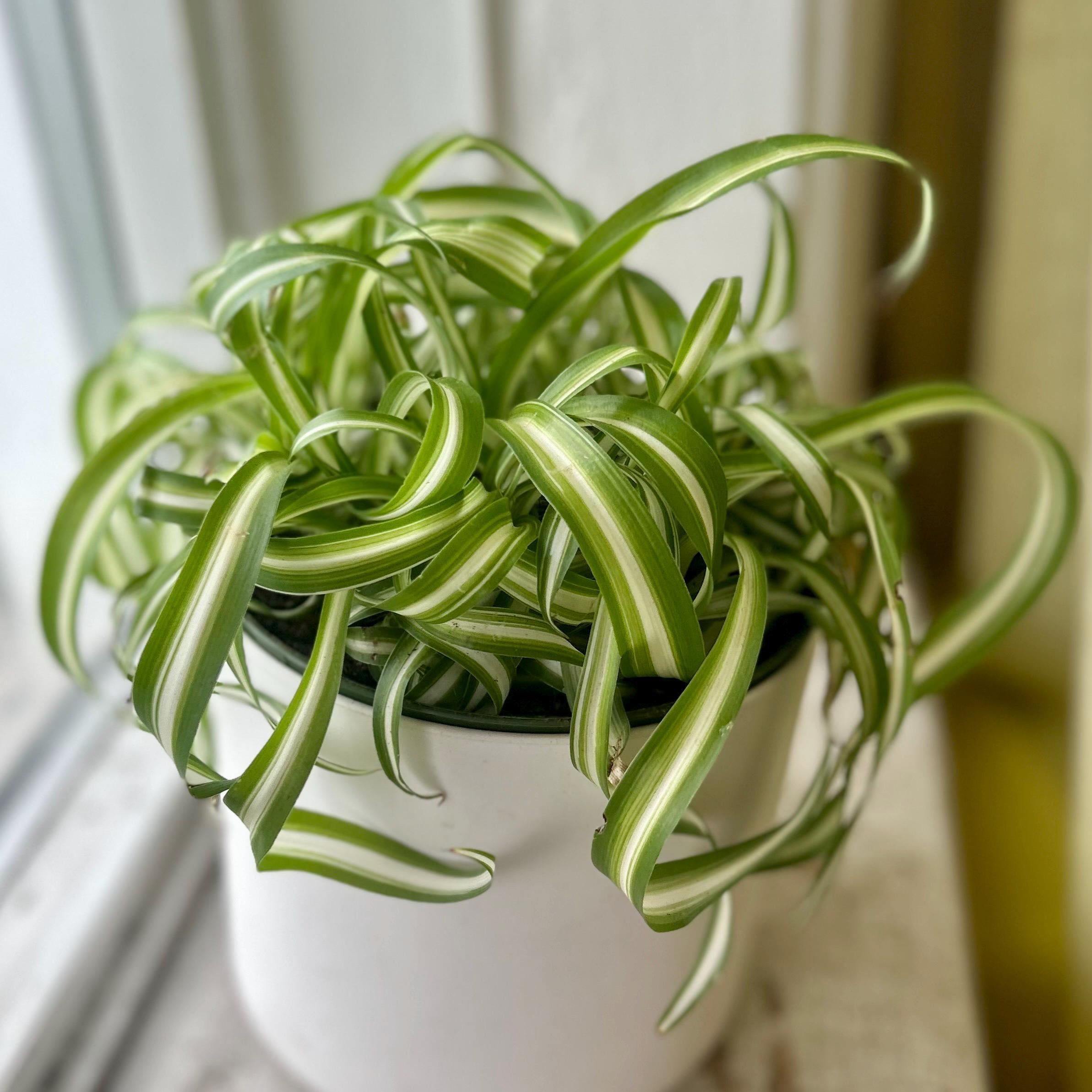 Clearance Plants - Etsy