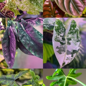 May include: A collage of various tropical plant leaves. The leaves display a range of colors, including green, purple, and white, with unique patterns and textures. The image showcases the diversity of foliage.