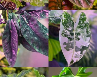 Curated Alocasia Corms – Seller’s Choice Rare, Variegated Varieties (Frydek, Jacklyn, Venom & More) – Collector Elephant Ear Starter Bulbs