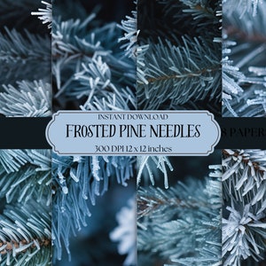 Może przedstawiać: Zbliżenie na oszronione igły sosny, zestaw 8 cyfrowych papierów, 300 DPI, 12 x 12 cali. Igły są niebiesko-zielone i pokryte warstwą szronu.