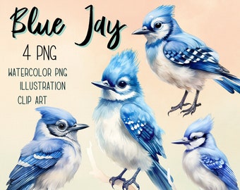 Watercolor Blue Jay Clipart: 4 PNG Illustrations (Digital Download)