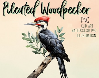 Watercolor Pileated Woodpecker Clipart: Transparent PNG (Commercial Use)