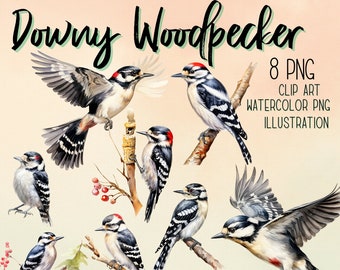 Watercolor Downy Woodpecker Clipart: 8 PNG Illustrations (Digital Download)