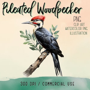 Watercolor Pileated Woodpecker PNG Clipart | Single Image |  High Quality, Commercial Use, Digital Transparent , 300 DPI