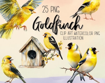 Watercolor Goldfinch Clipart: 25 PNG Illustrations, Commercial Use (Digital Download)