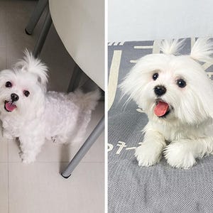 Realistic Dog Plush Clone | Life Size Dog Plushie | Personalize Dog Toy | Pet Clone
