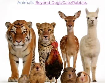 Addtiona Fee for Uncommon Pets | Animalls Beyond Cats/Dogs/Rabbits