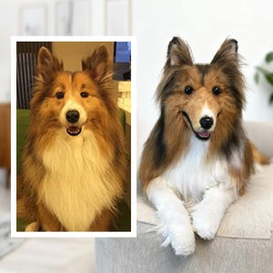 Clon de peluche de perro personalizado / Peluche de perro de tamaño real / Juguete para perro personalizado / Clon de mascota