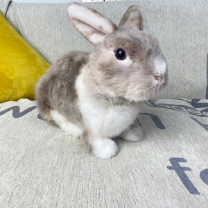 Clone Plastic Rabbit Realistic Rabbit Plush Clone Life Size Dog Plushie Personalize Dog Toy ...